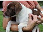Holly 40040 Labrador Retriever Puppy Female