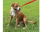 Cleo 39942 Retriever (Unknown Type) Young Female