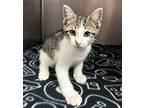 Hank 4/4 Domestic Shorthair Kitten Male