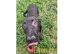 Adopt Brewer a Labrador Retriever