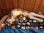 Dill Tabby Young Female