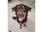 GOOSE Labrador Retriever Young Male
