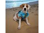 Willie Hound (Unknown Type) Puppy Male