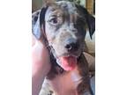 Adopt Tavern a Catahoula Leopard Dog, Labrador Retriever