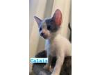 Adopt Calais a Domestic Short Hair