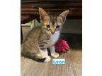 Adopt Lyon a Domestic Short Hair