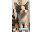 Adopt Bordeaux a Domestic Short Hair