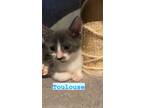 Adopt Toulouse a Domestic Short Hair