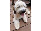 Adopt Tito a Wheaten Terrier