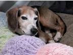 Adopt Hunter a Beagle