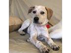 Adopt Jazz D16834 a Australian Cattle Dog / Blue Heeler