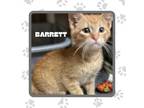 Adopt Barrett a Domestic Short Hair