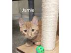 Adopt Jamie (unsocialized barn kitten) a Domestic Short Hair