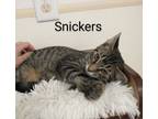 Adopt Snickers a Domestic Short Hair