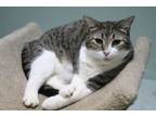 Adopt Nip a Domestic Short Hair