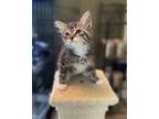 Adopt Harbin a Tuxedo, Domestic Medium Hair
