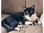 Adopt Chili's Paprika KITTEN a Domestic Short Hair