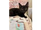 Adopt Misty KITTEN a Domestic Short Hair