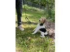 Adopt Cooper 24 a Wirehaired Terrier