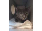 Adopt Monsoon a Domestic Short Hair