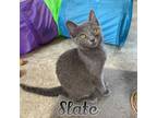 Adopt Slate a Domestic Short Hair