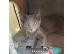 Adopt Shade a Domestic Short Hair