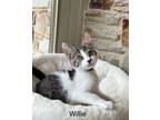 Adopt Willie (24-516) a Tabby