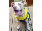Adopt Tank Too (Local Dog) a Pit Bull Terrier