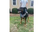 Adopt Major a Rottweiler, German Shepherd Dog