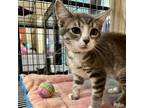 Adopt Teal a Tabby, Domestic Short Hair