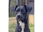 Adopt Mont Saint-Michel a Mixed Breed