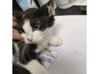 Adopt Patch a Domestic Medium Hair