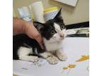 Adopt Mischief a Domestic Short Hair
