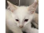 Adopt Sriracha a Siamese