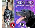 Adopt Rocky Oreo a Beagle, Hound