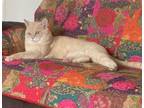 Adopt Calvin a Domestic Short Hair