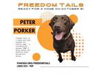 Adopt Peter Porker a Labrador Retriever