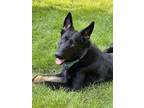 Adopt Finn (mud puppy #5) a German Shepherd Dog