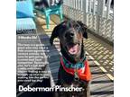 Adopt Thurman a Doberman Pinscher
