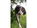 Adopt BUFORD ~ $0 ADOPTION FEE THRU 8/31/24!! a Bluetick Coonhound