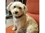 Adopt Buddy/Arleigh a Poodle, Schnauzer