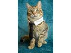 Adopt Pablo Purrcaso a Domestic Short Hair