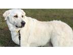 Adopt Milo a Great Pyrenees