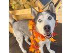 Adopt Stanley a Husky