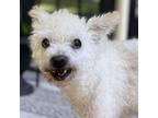 Adopt Waller a Poodle