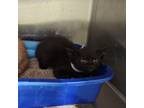 Adopt Funky kitty a American Shorthair