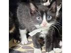 Adopt Flame a Domestic Short Hair