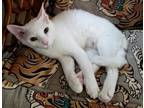Adopt Nimbus a Cornish Rex