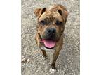 Adopt Lewey a Boxer