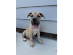 Adopt RayRay a Boxer